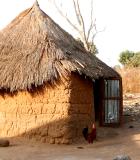 Children who share their play and sleeping spaces with free-ranging poultry are exposed to high levels of contamination from animal excreta. Photo credit: Shutterstock.com