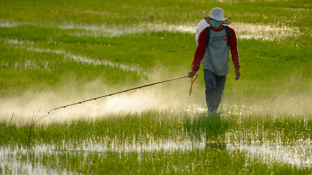 A farmer sprays his rice field with pesticides in the midstream area of the Stung Chinit River Watershed, where dry-season rice farming is common. Sometimes, pesticides and fertilizers get into the river and canals, polluting areas downstream. Photo by Jeremy Holden.