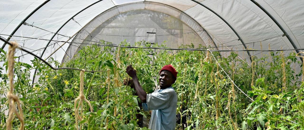 A farmer works in a greenhouse at a KIWASH-supported agriculture and nutrition demonstration farm in the largest health facility in Kisumu county. Photo Credit: Eric Onyiego/USAID KIWASH