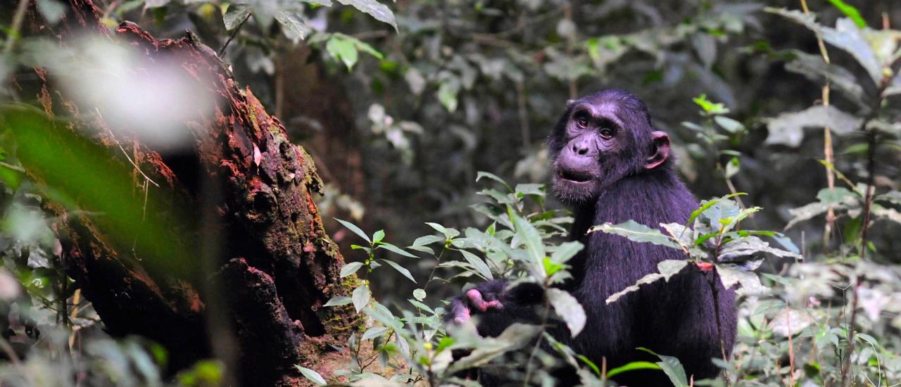 Some chimps, like this one in Uganda’s Budongo-Bugoma Forest Corridor, are habituated to humans. Photo credit: Peter Appell/Jane Goodall Institute