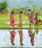 Women walk across a rice paddy in Odisha, India. Photo credit: Justin Kernoghan