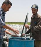 The Water Innovation Technologies team carrying out a fertigation project. Fertigation is a widely used farming practice that combines fertilization and irrigation to save time, resources, and effort. Photo credit: Mercy Corps