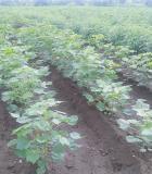 Furrows drawn in cotton fields promote irrigation efficiency. Photo credit: Institute for Sustainable Communities