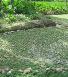 Water Productivity: Latin America and the Caribbean, Haiti 2008; A woman produces watercress near an irrigation site in Piatre Montrouis as part of the Watershed Haiti DEED project.  Photo credit: USAID