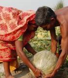 A high-compost, dry season cropping system allows for a plentiful watermelon harvest in Bangladesh. Photo Credit: Practical Action